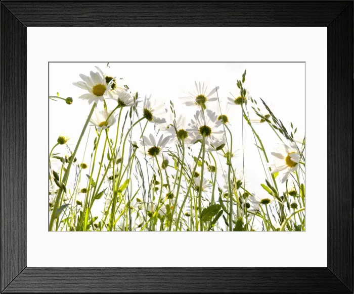 Framed Print : Daisies (Leucanthemum) in a meadow against the light Framed Print : Daisies (Leucanthemum) in a meadow against the light