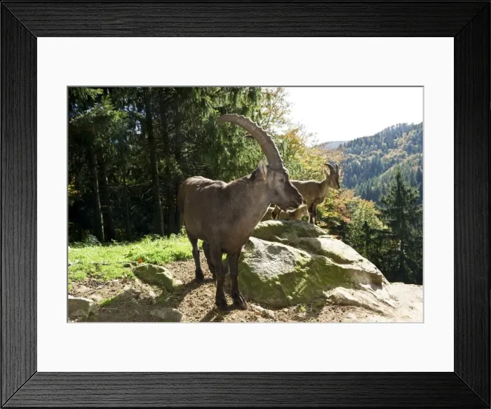 Framed Print : Ibex (Capra), Steinwasenpark in Freiburg im Breisgau, Baden-Wuerttemberg, Germany, Europe Framed Print : Ibex (Capra), Steinwasenpark in Freiburg im Breisgau, Baden-Wuerttemberg, Germany, Europe