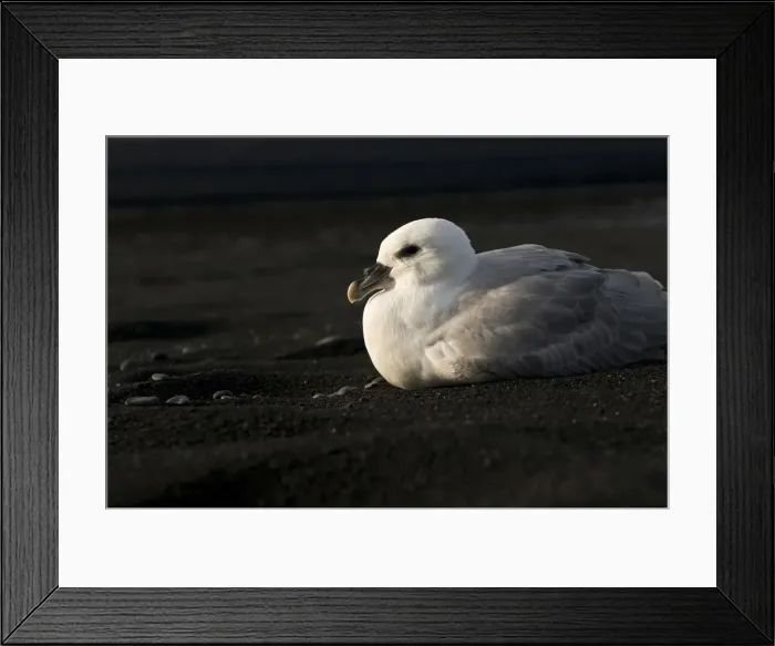 Framed Print : Northern Fulmar (Fulmarus glacialis) Framed Print : Northern Fulmar (Fulmarus glacialis)