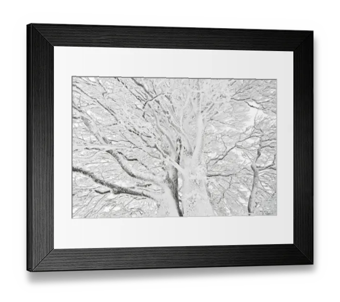 Framed Print : Windbent beech on Mt. Schauinsland, Black Forest, Baden-Wuerttemberg, Germany, Europe Framed Print : Windbent beech on Mt. Schauinsland, Black Forest, Baden-Wuerttemberg, Germany, Europe