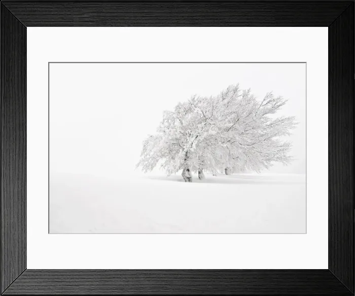 Framed Print : Windbent beech on Mt. Schauinsland, Black Forest, Baden-Wuerttemberg, Germany, Europe Framed Print : Windbent beech on Mt. Schauinsland, Black Forest, Baden-Wuerttemberg, Germany, Europe