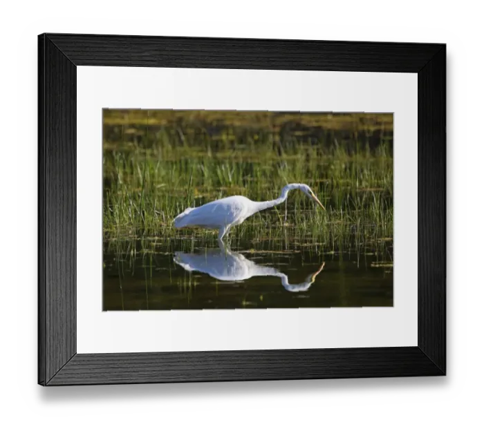 Framed Print : Great Egret (Egretta alba), Allgaeu, Bavaria, Germany, Europe Framed Print : Great Egret (Egretta alba), Allgaeu, Bavaria, Germany, Europe