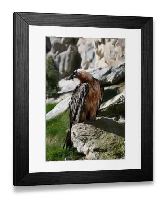 Framed Print : Bearded Vulture (Gypaetus barbatus), Alpine Zoo Innsbruck, Tyrol, Austria, Europe Framed Print : Bearded Vulture (Gypaetus barbatus), Alpine Zoo Innsbruck, Tyrol, Austria, Europe