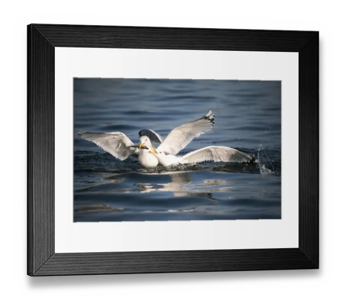 Framed Print : Herring gulls (Larus argentatus), fighting over fish, Mecklenburg-Western Pomerania, Germany, Europe Framed Print : Herring gulls (Larus argentatus), fighting over fish, Mecklenburg-Western Pomerania, Germany, Europe