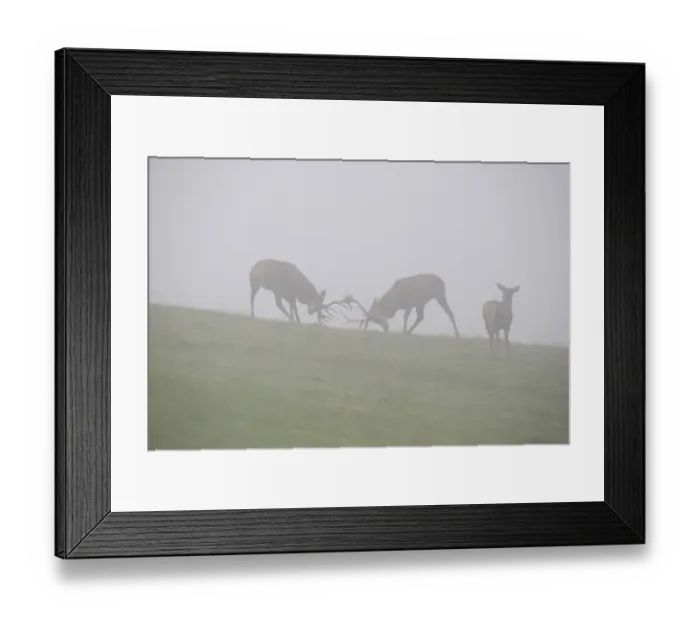 Framed Print : Red deer (Cervus elaphus), young stags playfully fighting in fog during rutting season Framed Print : Red deer (Cervus elaphus), young stags playfully fighting in fog during rutting season