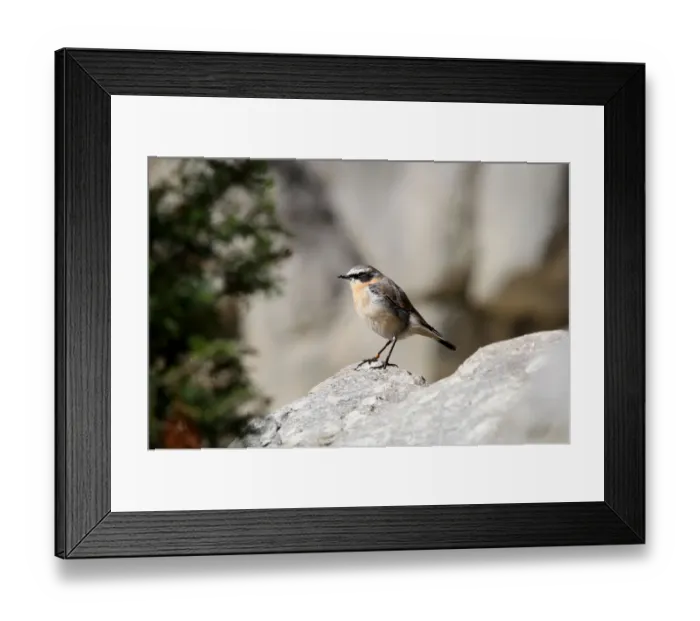 Framed Print : Northern Wheatear (Oenanthe oenanthe), males in eclipse plumage, Alpine Zoo Innsbruck, Tyrol, Austria, Europe Framed Print : Northern Wheatear (Oenanthe oenanthe), males in eclipse plumage, Alpine Zoo Innsbruck, Tyrol, Austria, Europe
