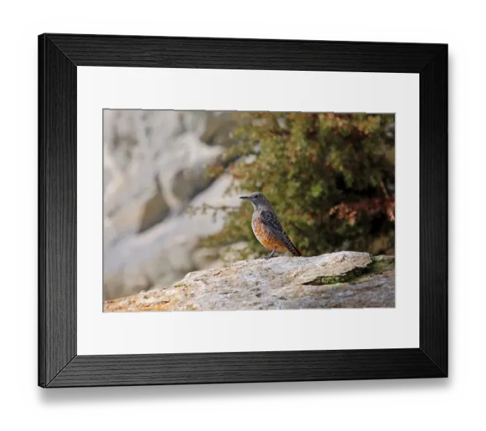 Framed Print : Rock Thrush (Monticola saxatilis), males in eclipse plumage, Alpine Zoo Innsbruck, Tyrol, Austria, Europe Framed Print : Rock Thrush (Monticola saxatilis), males in eclipse plumage, Alpine Zoo Innsbruck, Tyrol, Austria, Europe