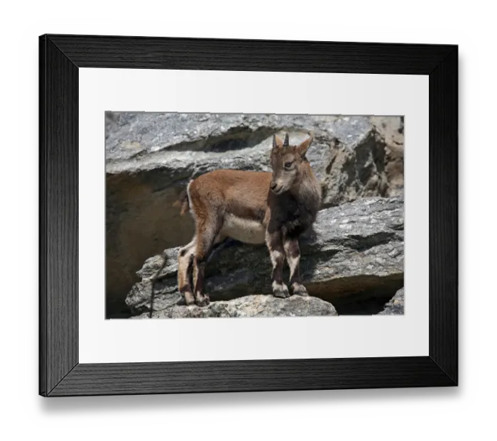 Framed Print : Alpine ibex (Capra ibex), fawn, Alpine Zoo Innsbruck, Tyrol, Austria, Europe Framed Print : Alpine ibex (Capra ibex), fawn, Alpine Zoo Innsbruck, Tyrol, Austria, Europe