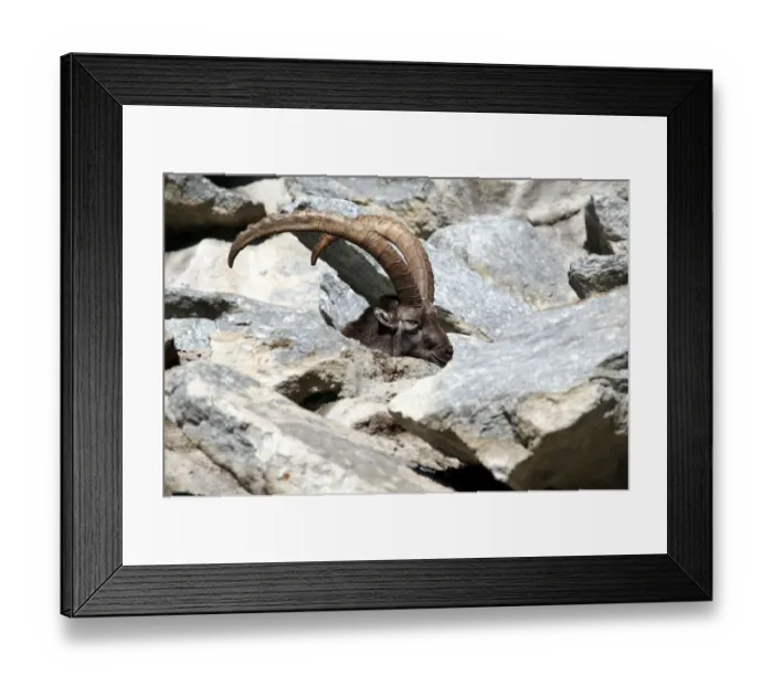 Framed Print : Alpine ibex (Capra ibex), Alpine Zoo Innsbruck, Tyrol, Austria, Europe Framed Print : Alpine ibex (Capra ibex), Alpine Zoo Innsbruck, Tyrol, Austria, Europe