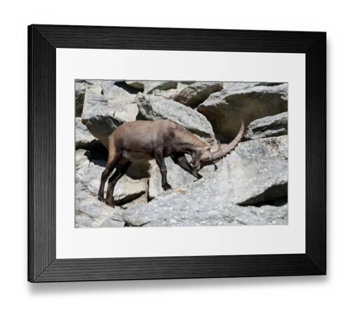 Framed Print : Alpine ibex (Capra ibex), Alpine Zoo Innsbruck, Tyrol, Austria, Europe Framed Print : Alpine ibex (Capra ibex), Alpine Zoo Innsbruck, Tyrol, Austria, Europe