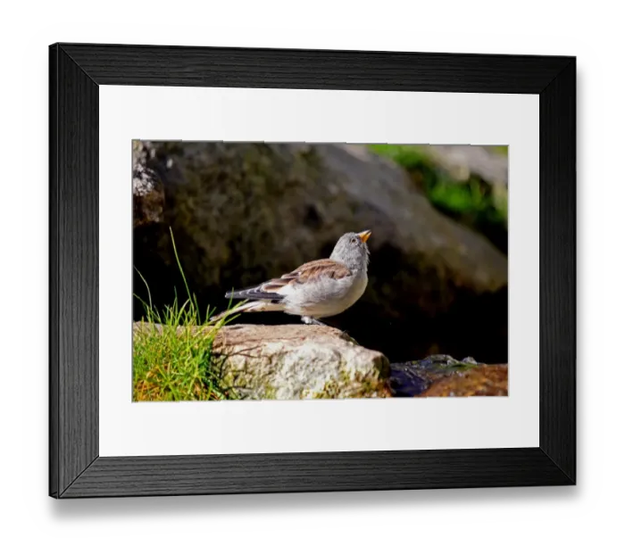 Framed Print : White-winged Snowfinch (Montifringilla nivalis), male, Alpine Zoo Innsbruck, Tyrol, Austria, Europa Framed Print : White-winged Snowfinch (Montifringilla nivalis), male, Alpine Zoo Innsbruck, Tyrol, Austria, Europa