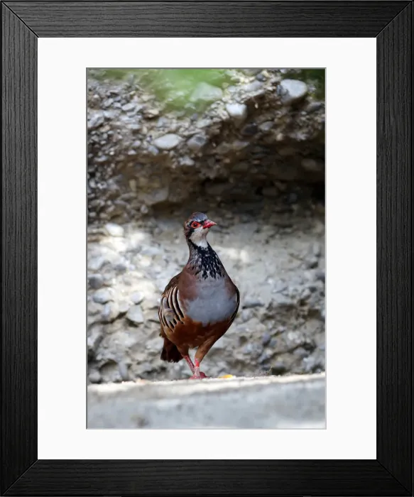 Framed Print : Red-legged Partridge (Alectoris rufa), Alpine Zoo Innsbruck, Tyrol, Austria, Europe Framed Print : Red-legged Partridge (Alectoris rufa), Alpine Zoo Innsbruck, Tyrol, Austria, Europe