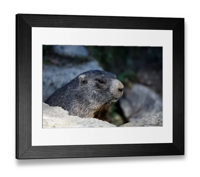 Framed Print : Alpine marmot (Marmota marmota), Alpine Zoo Innsbruck, Tyrol, Austria, Europe Framed Print : Alpine marmot (Marmota marmota), Alpine Zoo Innsbruck, Tyrol, Austria, Europe
