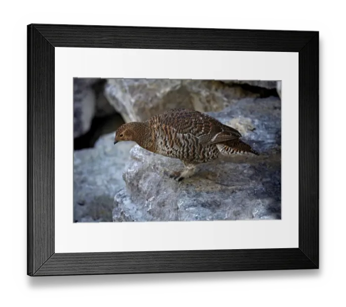 Framed Print : Black Grouse (Tetrao tetrix), hen, Alpine Zoo Innsbruck, Tyrol, Austria, Europe Framed Print : Black Grouse (Tetrao tetrix), hen, Alpine Zoo Innsbruck, Tyrol, Austria, Europe