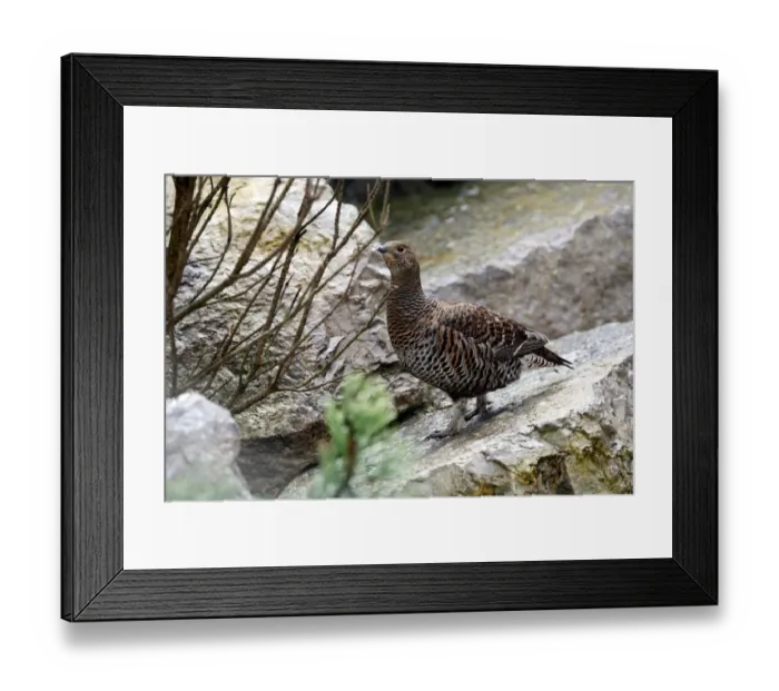 Framed Print : Black Grouse (Tetrao tetrix), hen, Alpine Zoo Innsbruck, Tyrol, Austria, Europe Framed Print : Black Grouse (Tetrao tetrix), hen, Alpine Zoo Innsbruck, Tyrol, Austria, Europe