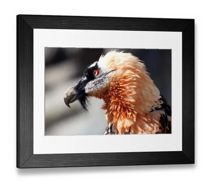 Framed Print : Lammergeier or Bearded Vulture (Gypaetus barbatus), Alpine Zoo Innsbruck, Tyrol, Austria, Europe Framed Print : Lammergeier or Bearded Vulture (Gypaetus barbatus), Alpine Zoo Innsbruck, Tyrol, Austria, Europe