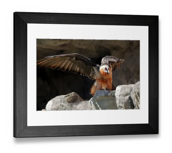 Framed Print : Lammergeier or Bearded Vulture (Gypaetus barbatus), Alpine Zoo Innsbruck, Tyrol, Austria, Europe Framed Print : Lammergeier or Bearded Vulture (Gypaetus barbatus), Alpine Zoo Innsbruck, Tyrol, Austria, Europe
