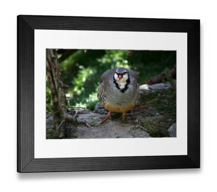 Framed Print : Rock Partridge (Alectoris graeca), Alpine Zoo Innsbruck, Tyrol, Austria, Europe Framed Print : Rock Partridge (Alectoris graeca), Alpine Zoo Innsbruck, Tyrol, Austria, Europe