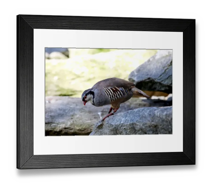 Framed Print : Rock Partridge (Alectoris graeca), Alpine Zoo Innsbruck, Tyrol, Austria, Europe Framed Print : Rock Partridge (Alectoris graeca), Alpine Zoo Innsbruck, Tyrol, Austria, Europe