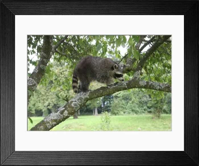 Framed Print : Raccoon (Procyon lotor) in a plum tree, Mecklenburg-Western Pomerania, Germany, Europe Framed Print : Raccoon (Procyon lotor) in a plum tree, Mecklenburg-Western Pomerania, Germany, Europe