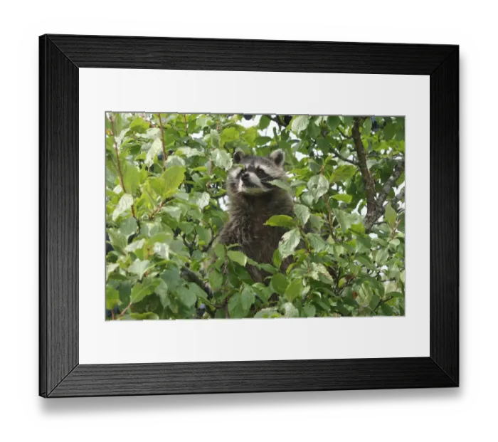 Framed Print : Raccoon (Procyon lotor) in a plum tree, Mecklenburg-Western Pomerania, Germany, Europe Framed Print : Raccoon (Procyon lotor) in a plum tree, Mecklenburg-Western Pomerania, Germany, Europe