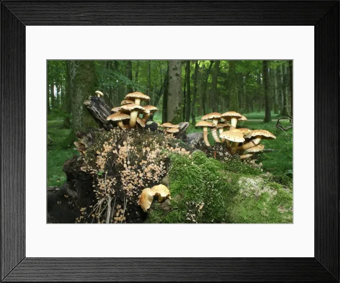 Framed Print : Shaggy Pholiota (Pholiota squarrosa), Allgaeu, Bavaria, Germany, Europe Framed Print : Shaggy Pholiota (Pholiota squarrosa), Allgaeu, Bavaria, Germany, Europe