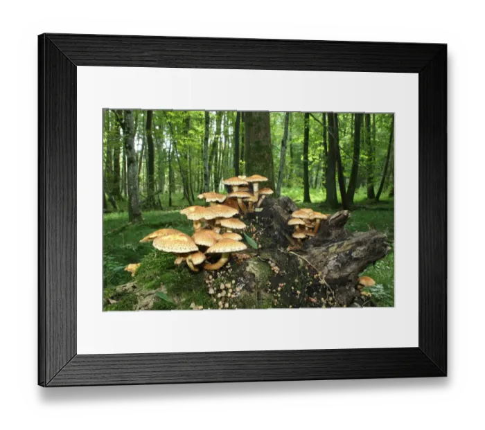Framed Print : Shaggy Pholiota (Pholiota squarrosa), Allgaeu, Bavaria, Germany, Europe Framed Print : Shaggy Pholiota (Pholiota squarrosa), Allgaeu, Bavaria, Germany, Europe