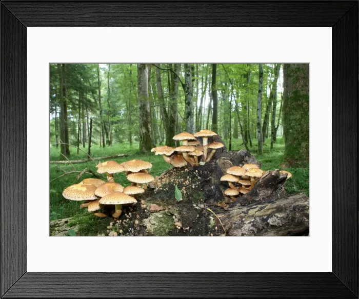 Framed Print : Shaggy Pholiota (Pholiota squarrosa), Allgaeu, Bavaria, Germany, Europe Framed Print : Shaggy Pholiota (Pholiota squarrosa), Allgaeu, Bavaria, Germany, Europe