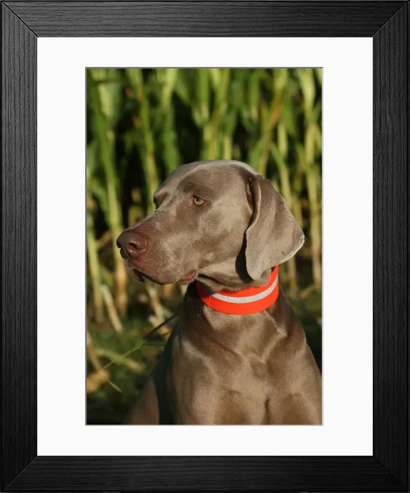 Framed Print : Weimaraner, short hair, hound Framed Print : Weimaraner, short hair, hound