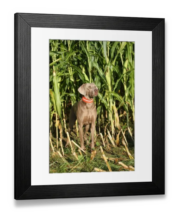 Framed Print : Weimaraner, short hair, hound Framed Print : Weimaraner, short hair, hound