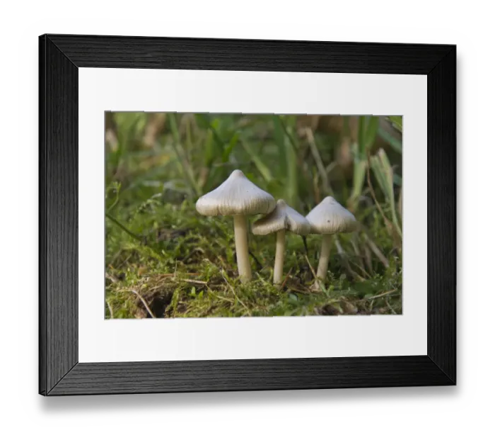 Framed Print : Earthy Inocybe, Common White Inocybe or White Fibrecap (Inocybe geophylla)