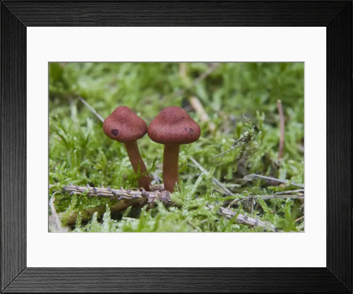 Framed Print : Surprise Webcap (Cortinarius sanguineus) Framed Print : Surprise Webcap (Cortinarius sanguineus)