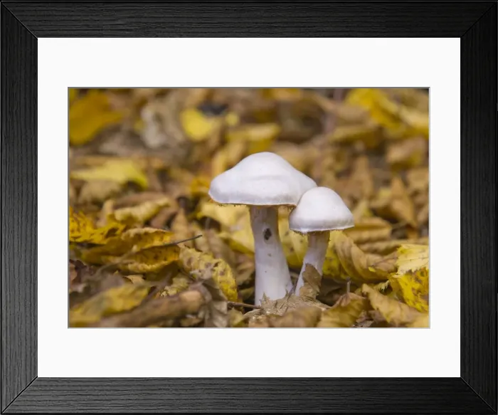 Framed Print : Silver-violet Webcap (Cortinarius alboviolaceus) Framed Print : Silver-violet Webcap (Cortinarius alboviolaceus)