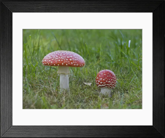 Framed Print : Fly Agaric (Amanita muscaria) Framed Print : Fly Agaric (Amanita muscaria)