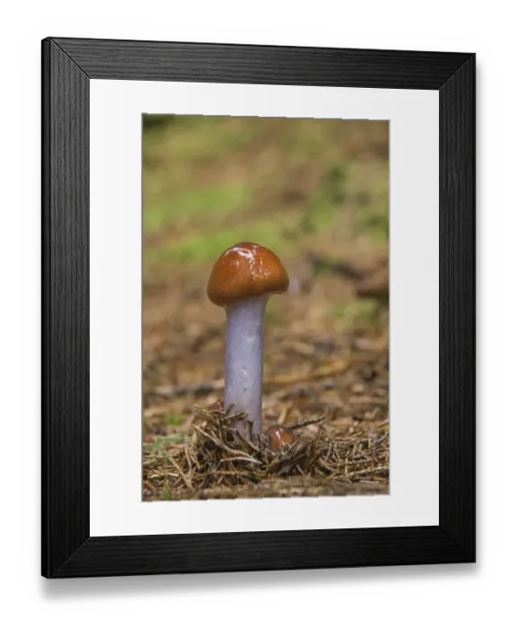 Framed Print : Slimy Webcap (Cortinarius muscigenus) Framed Print : Slimy Webcap (Cortinarius muscigenus)