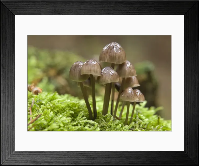 Framed Print : Nitrate Bonnets (Mycena stipata) Framed Print : Nitrate Bonnets (Mycena stipata)