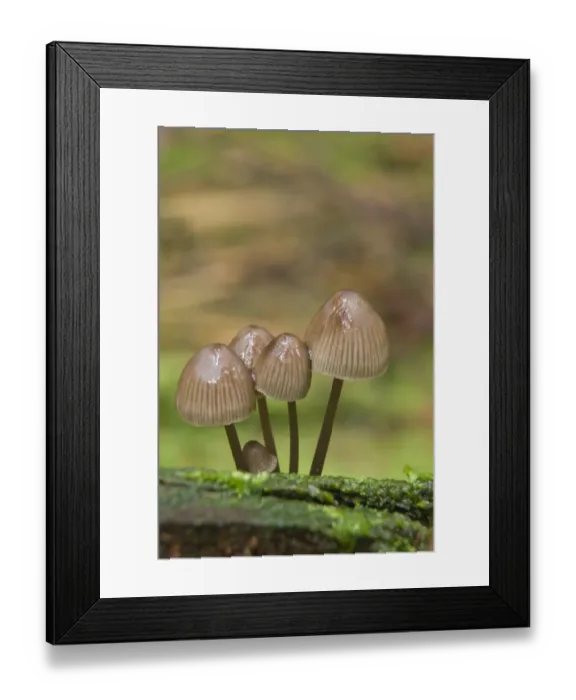 Framed Print : Nitrate Bonnets (Mycena stipata) Framed Print : Nitrate Bonnets (Mycena stipata)
