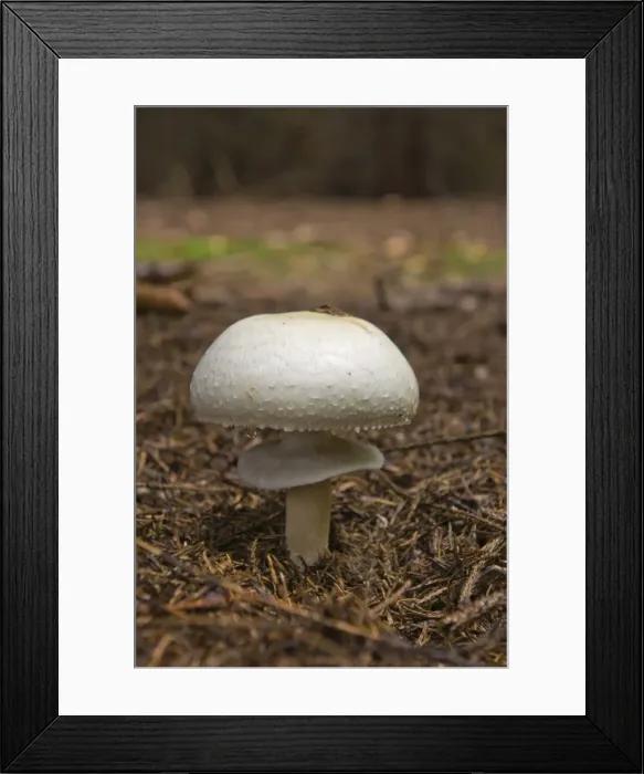 Framed Print : Wood Mushroom (Agaricus essettei) Framed Print : Wood Mushroom (Agaricus essettei)