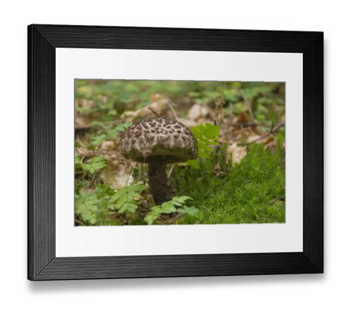 Framed Print : Old Man of the Woods (Strobilomyces strobilaceus) Framed Print : Old Man of the Woods (Strobilomyces strobilaceus)
