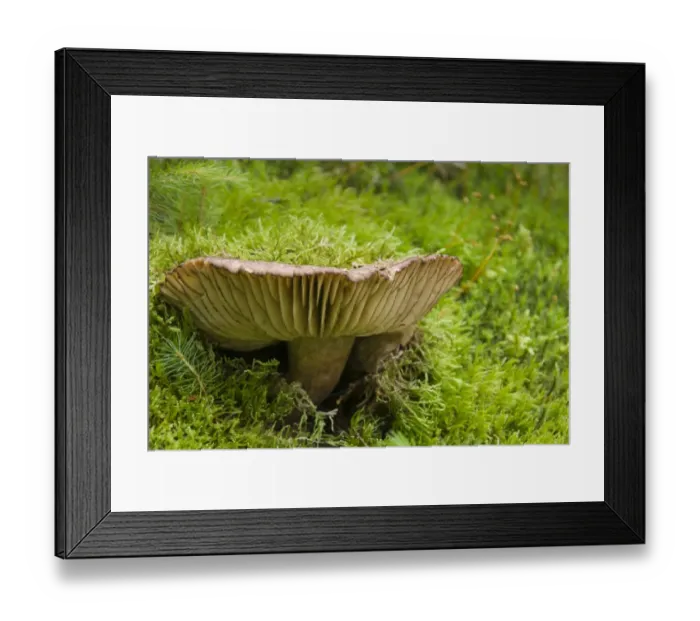 Framed Print : Blackening Brittlegill or Blackening Russula (Russula nigricans) Framed Print : Blackening Brittlegill or Blackening Russula (Russula nigricans)