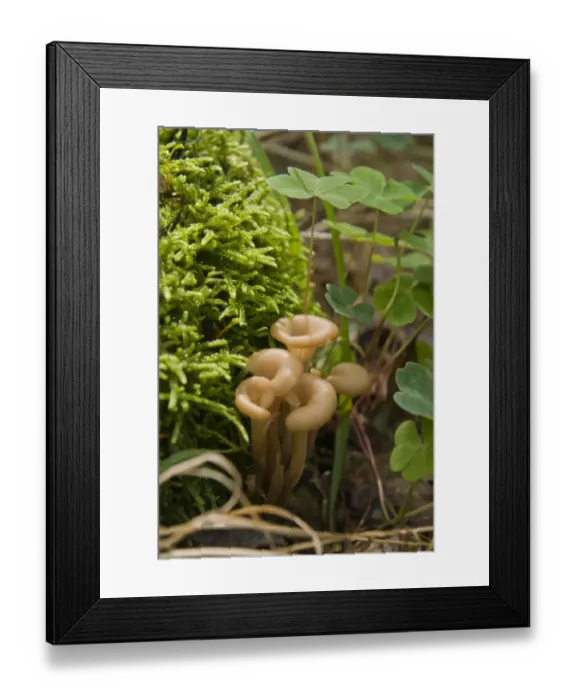 Framed Print : Aniseed Cockleshell (Lentinellus cochleatus) Framed Print : Aniseed Cockleshell (Lentinellus cochleatus)