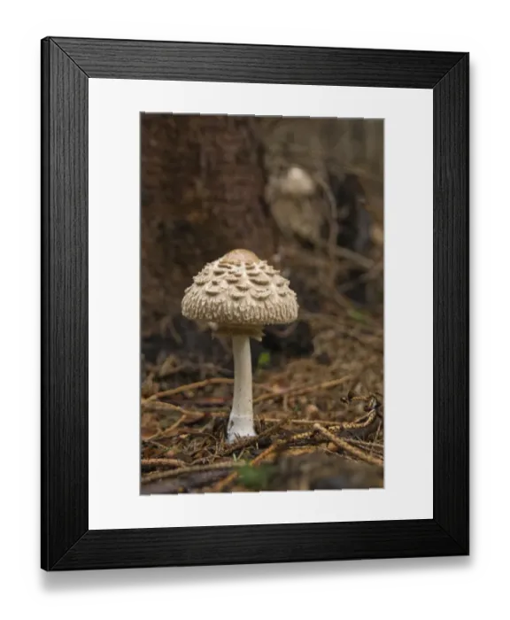 Framed Print : Shaggy Parasol (Chlorophyllum rhacodes) Framed Print : Shaggy Parasol (Chlorophyllum rhacodes)