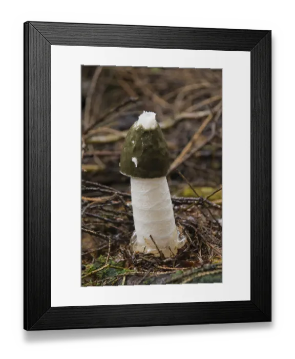 Framed Print : Common Stinkhorn (Phallus impudicus) Framed Print : Common Stinkhorn (Phallus impudicus)