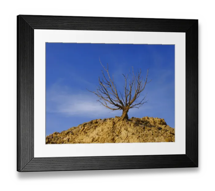 Framed Print : Dry tree in Bardenas Reales, Navarre, Spain, Europe Framed Print : Dry tree in Bardenas Reales, Navarre, Spain, Europe