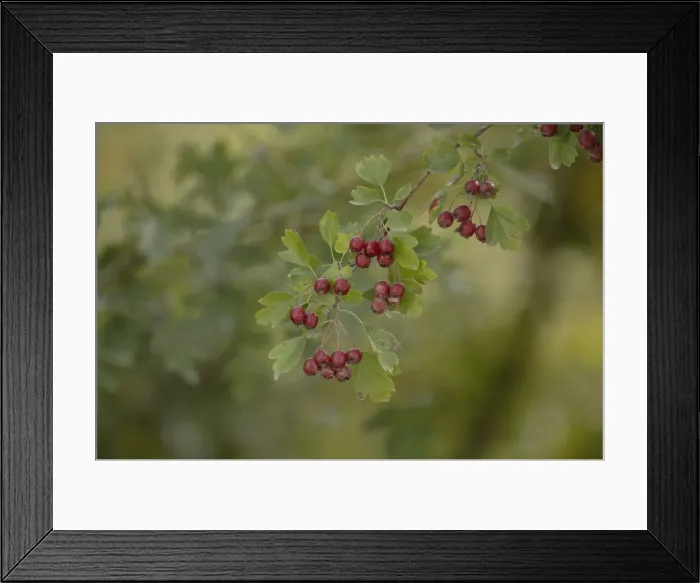 Framed Print : Common hawthorn (Crataegus monogyna) Framed Print : Common hawthorn (Crataegus monogyna)
