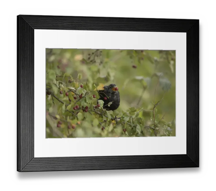 Framed Print : Blackbird (Turdus merula), male, sitting in hawthorn bush, feeding on fruits