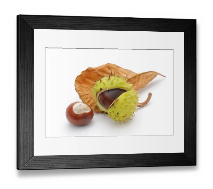 Framed Print : Horse-chestnut (Aesculus hippocastanum) Framed Print : Horse-chestnut (Aesculus hippocastanum)