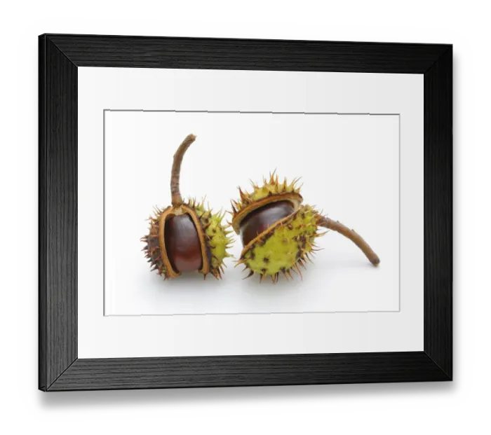 Framed Print : Horse-chestnut (Aesculus hippocastanum) Framed Print : Horse-chestnut (Aesculus hippocastanum)