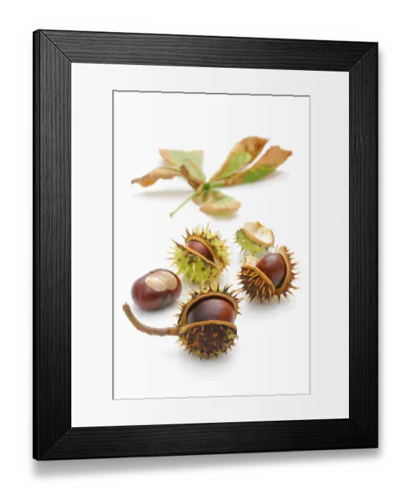 Framed Print : Horse-chestnut (Aesculus hippocastanum) Framed Print : Horse-chestnut (Aesculus hippocastanum)