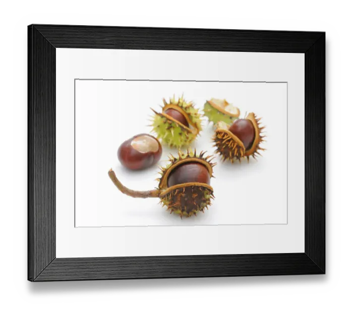 Framed Print : Horse-chestnut (Aesculus hippocastanum) Framed Print : Horse-chestnut (Aesculus hippocastanum)